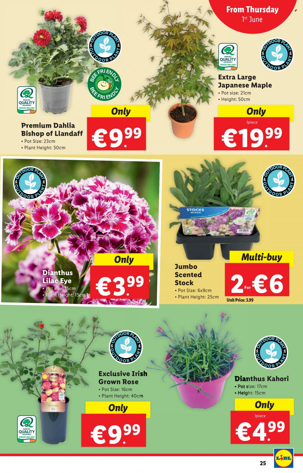 Lidl offer  - 1.6.2023 - 7.6.2023. Page 25.