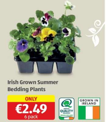 Irish Grown Summer Bedding Plants