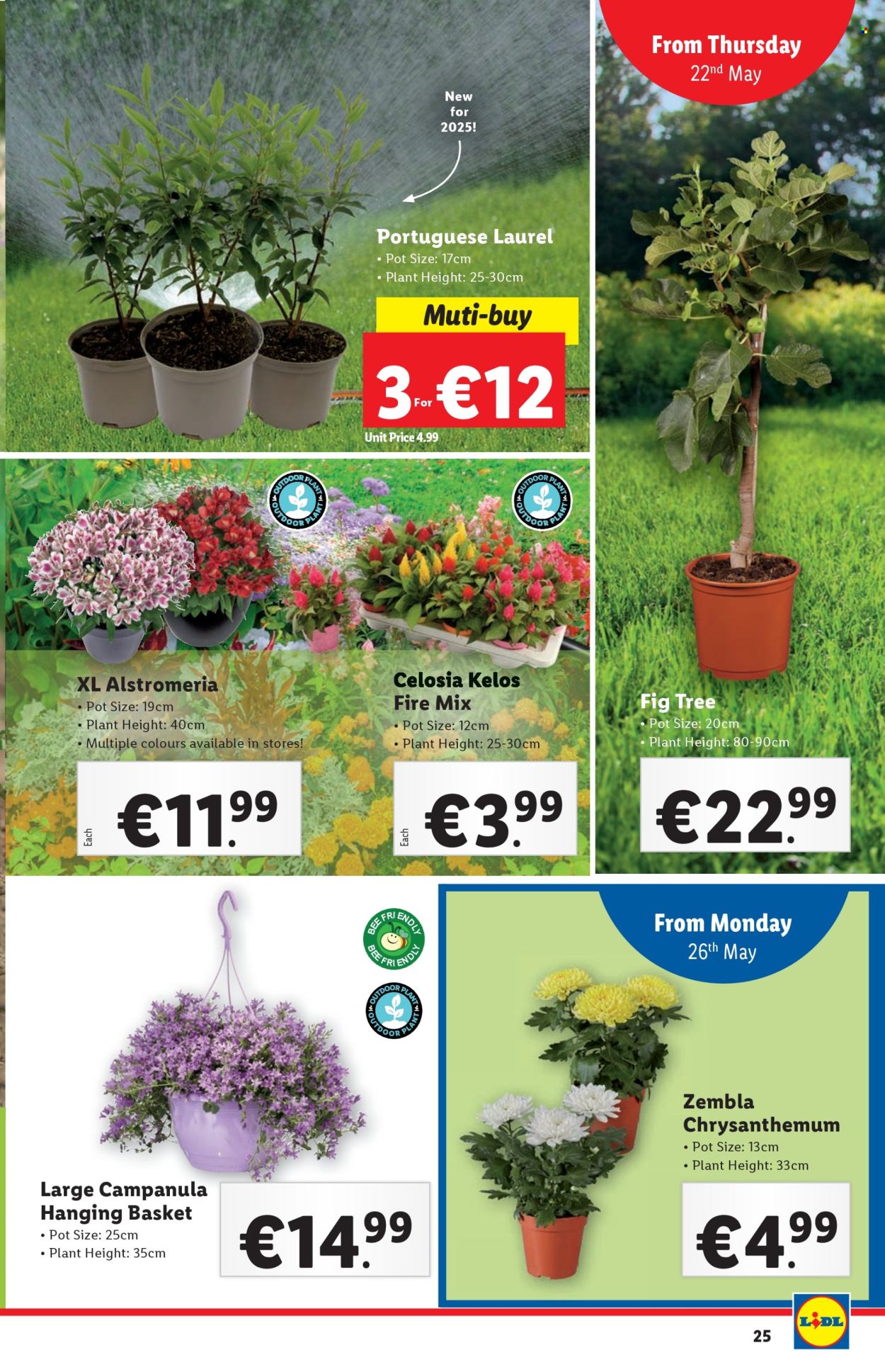 Lidl offer - 22.5.2025 - 28.5.2025.