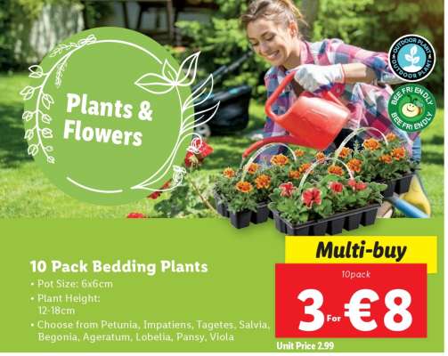 10 Pack Bedding Plants