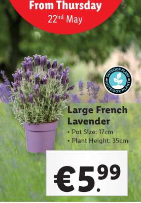 Large French Lavender