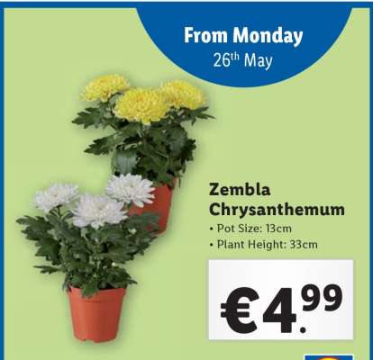 Zembla Chrysanthemum
