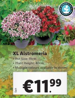 XL Alstromeria