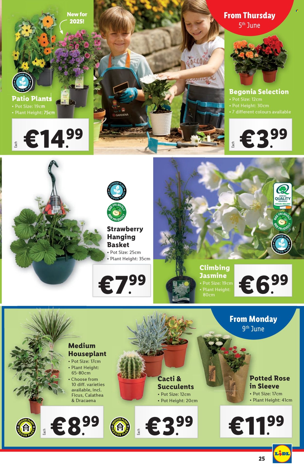 Lidl offer - 5.6.2025 - 11.6.2025.