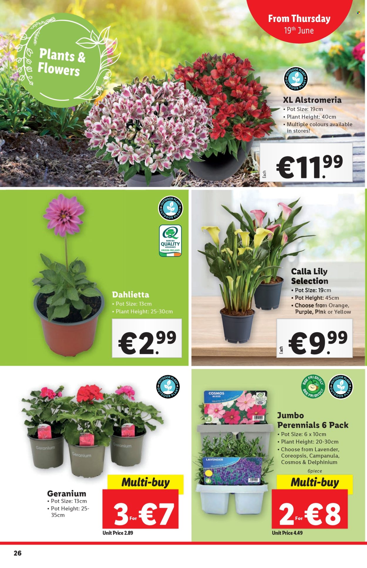 Lidl offer - 19.6.2025 - 25.6.2025. Page 26