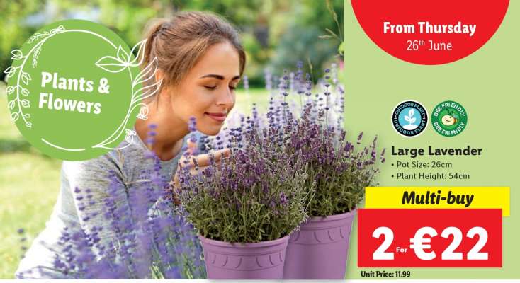 Large Lavender